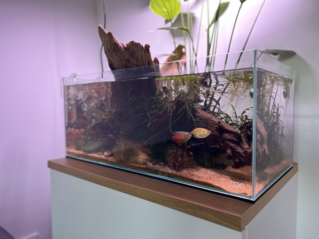 ADA 60f Aquascape